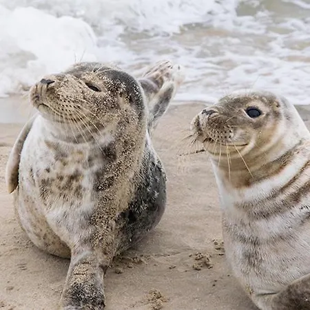Haus Ostfriesland Auf جويست